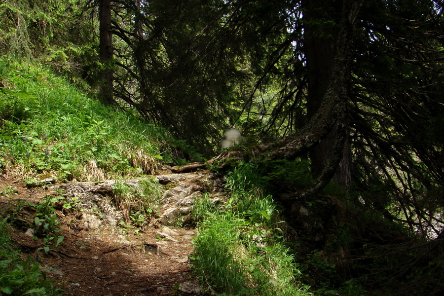 Poludnica a Krakova hoľa za jeden deň (Nízke Tatry)