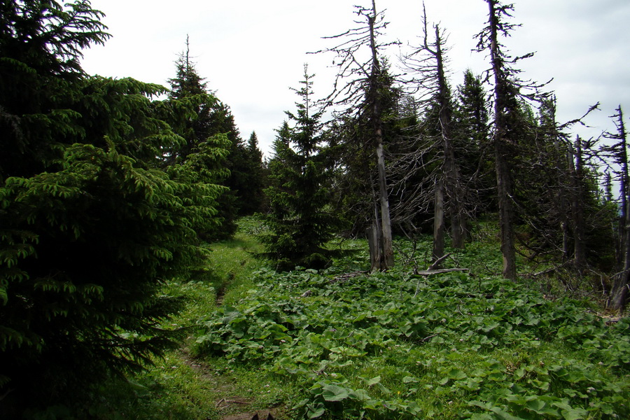 Poludnica a Krakova hoľa za jeden deň (Nízke Tatry)