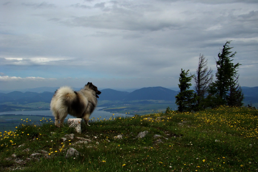 Poludnica a Krakova hoľa za jeden deň (Nízke Tatry)