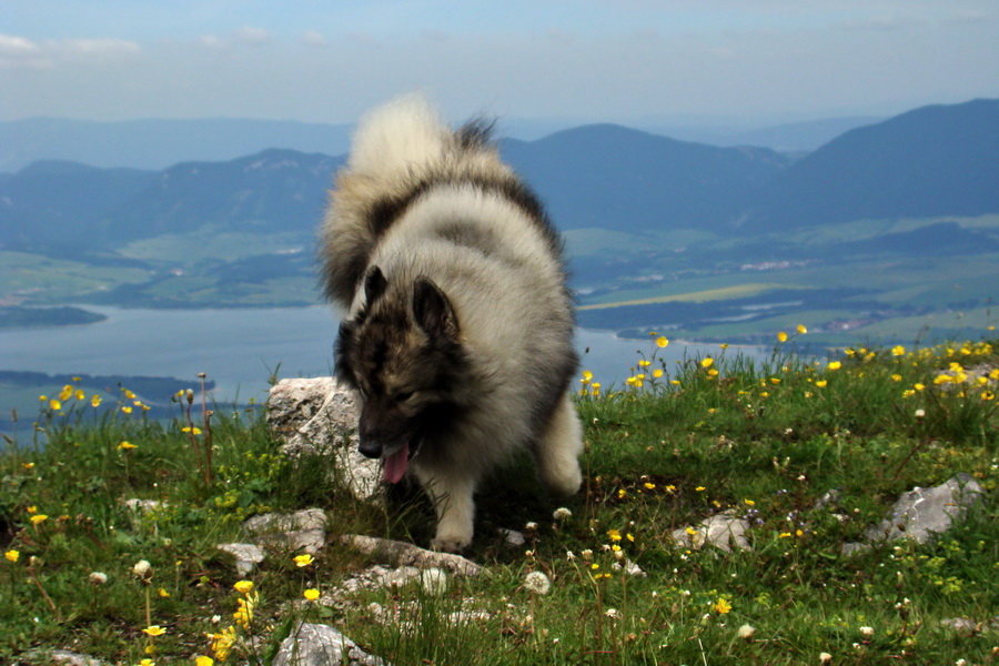 Poludnica a Krakova hoľa za jeden deň (Nízke Tatry)