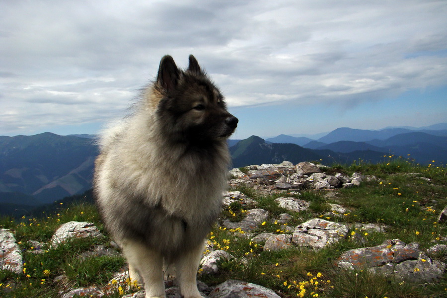 Poludnica a Krakova hoľa za jeden deň (Nízke Tatry)