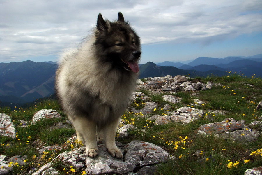 Poludnica a Krakova hoľa za jeden deň (Nízke Tatry)