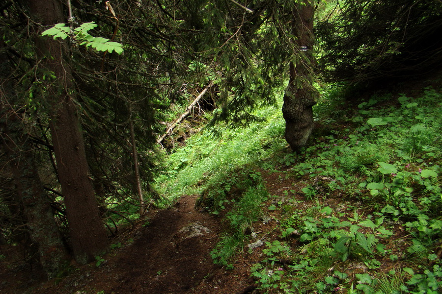 Poludnica a Krakova hoľa za jeden deň (Nízke Tatry)