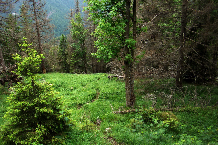 Poludnica a Krakova hoľa za jeden deň (Nízke Tatry)