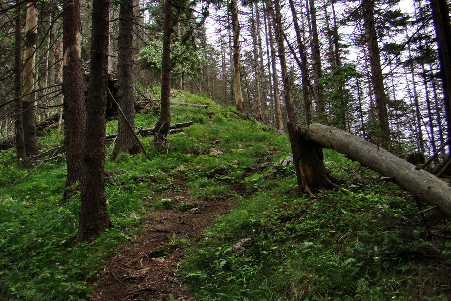 Poludnica a Krakova hoľa za jeden deň (Nízke Tatry)