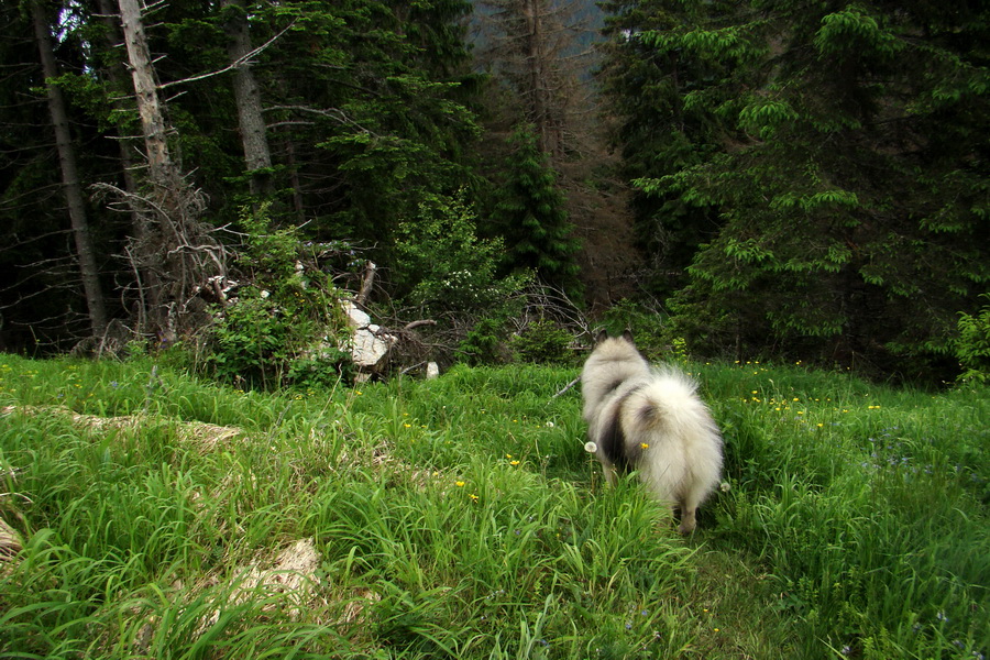 Poludnica a Krakova hoľa za jeden deň (Nízke Tatry)