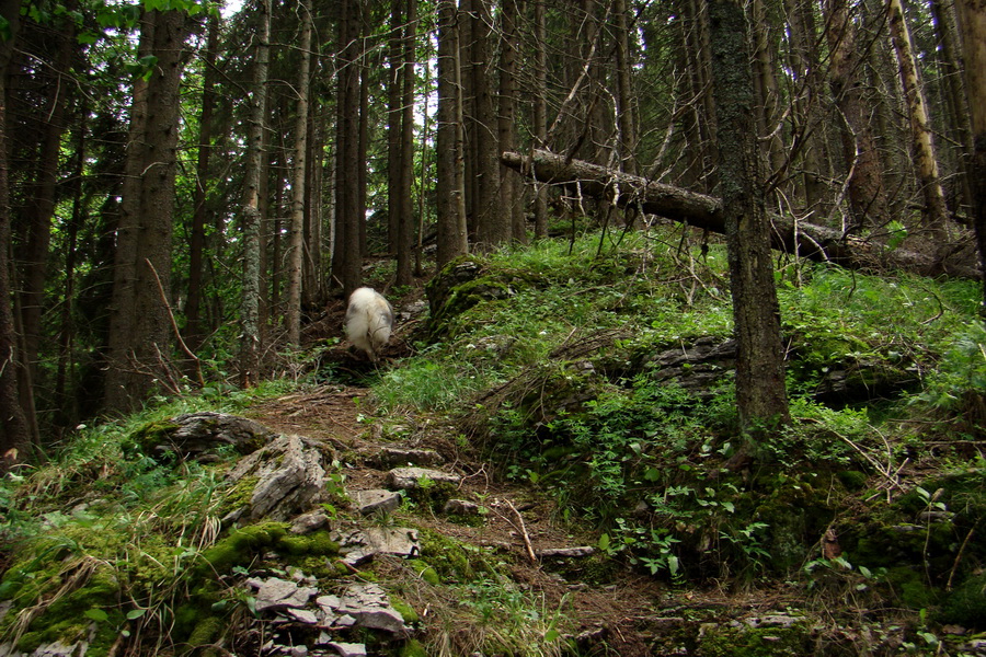 Poludnica a Krakova hoľa za jeden deň (Nízke Tatry)