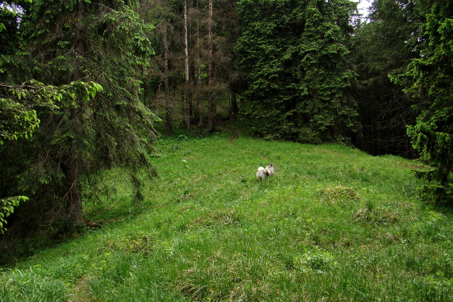 Poludnica a Krakova hoľa za jeden deň (Nízke Tatry)