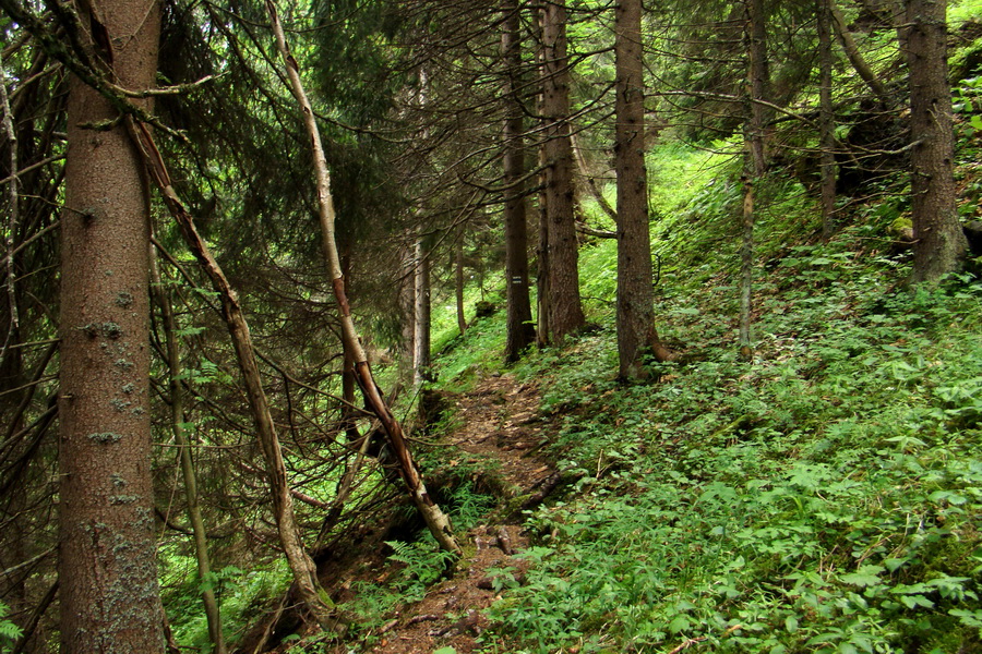 Poludnica a Krakova hoľa za jeden deň (Nízke Tatry)