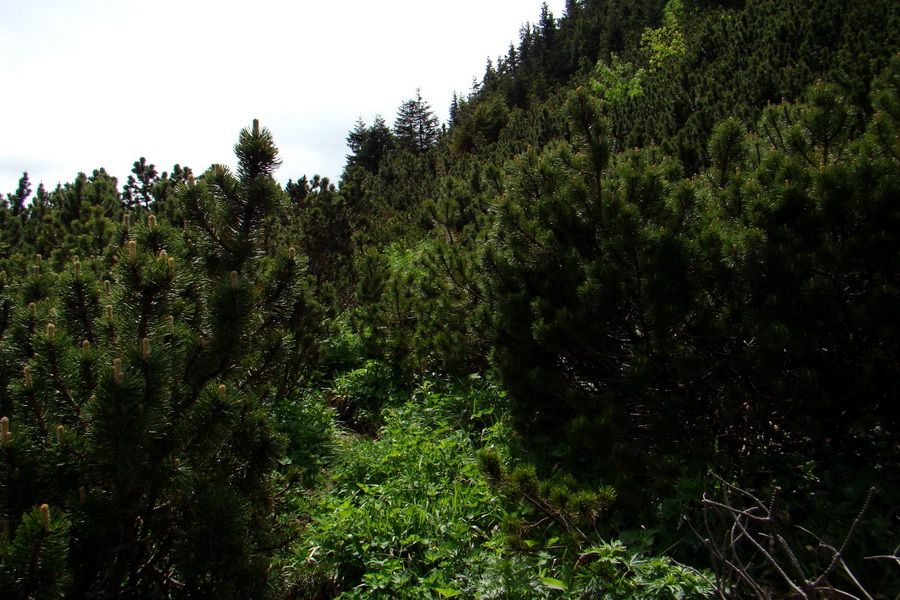 Poludnica a Krakova hoľa za jeden deň (Nízke Tatry)