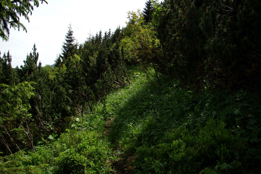 Poludnica a Krakova hoľa za jeden deň (Nízke Tatry)