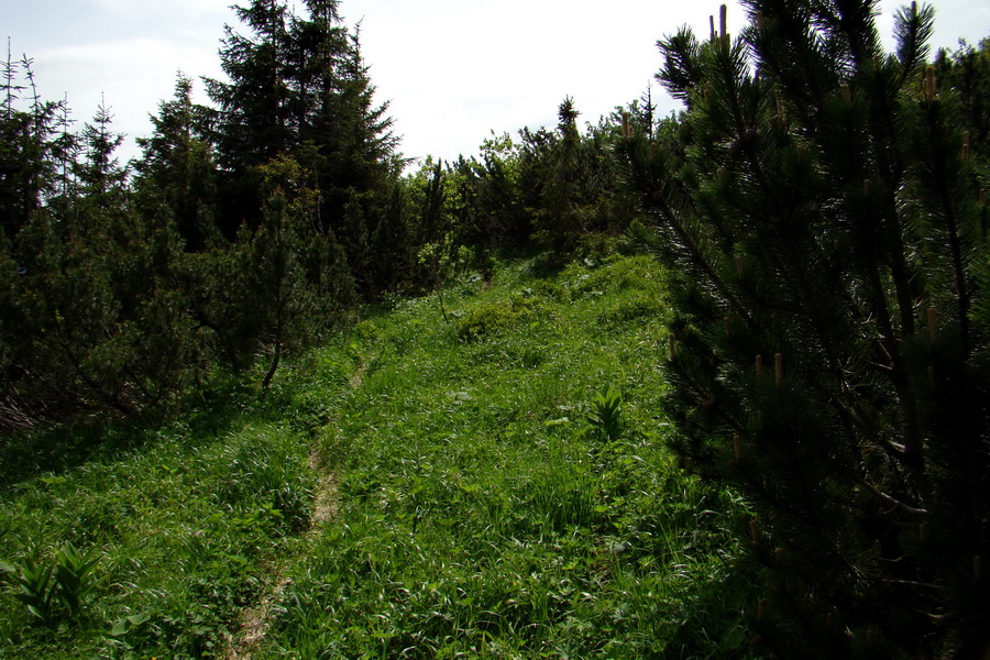 Poludnica a Krakova hoľa za jeden deň (Nízke Tatry)