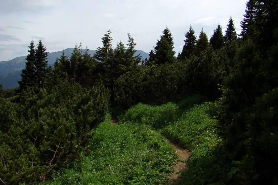 Poludnica a Krakova hoľa za jeden deň (Nízke Tatry)