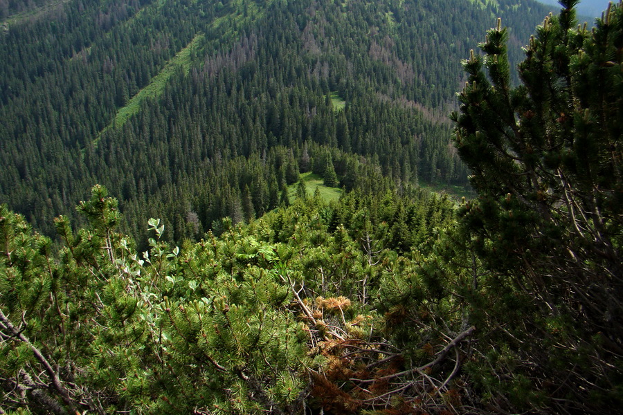 Poludnica a Krakova hoľa za jeden deň (Nízke Tatry)