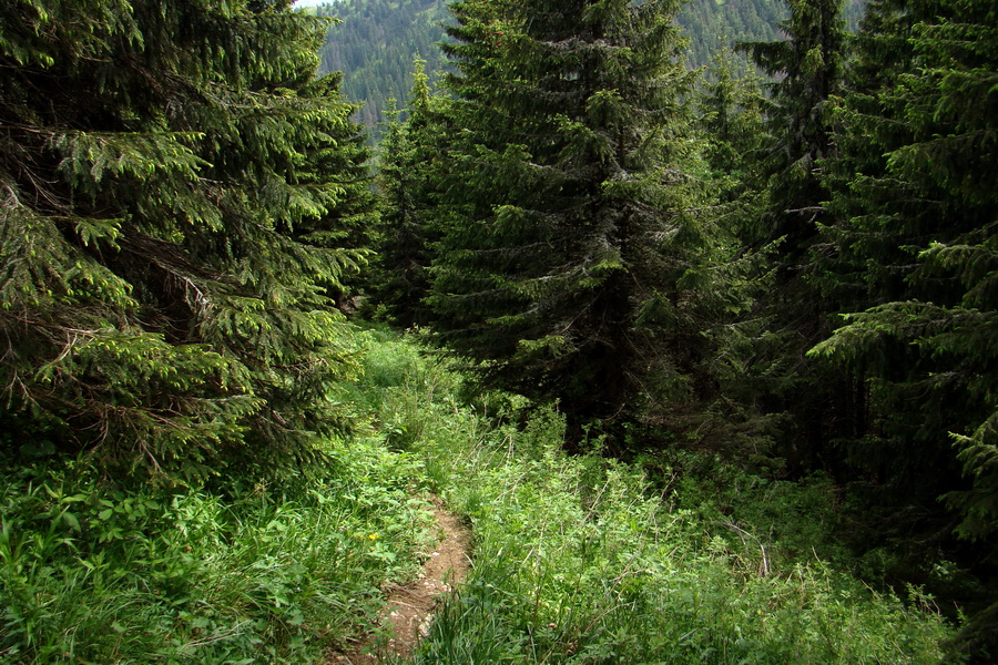 Poludnica a Krakova hoľa za jeden deň (Nízke Tatry)