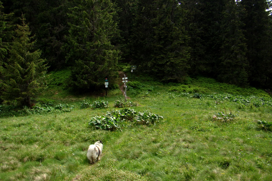 Poludnica a Krakova hoľa za jeden deň (Nízke Tatry)