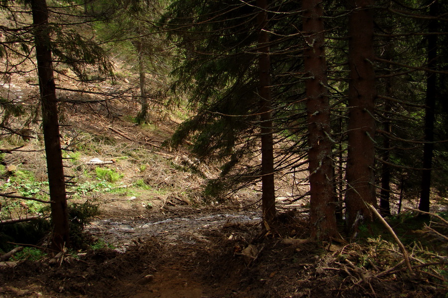 Poludnica a Krakova hoľa za jeden deň (Nízke Tatry)