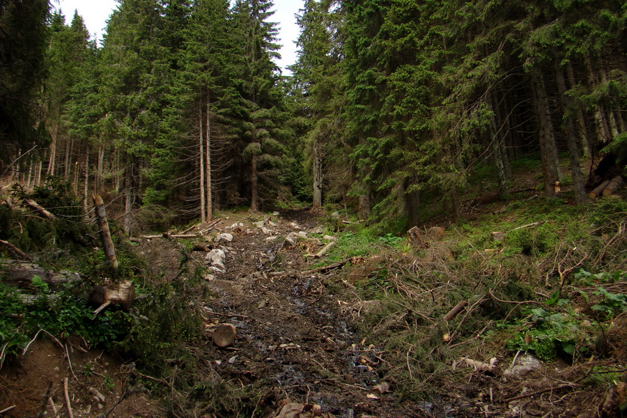 Poludnica a Krakova hoľa za jeden deň (Nízke Tatry)