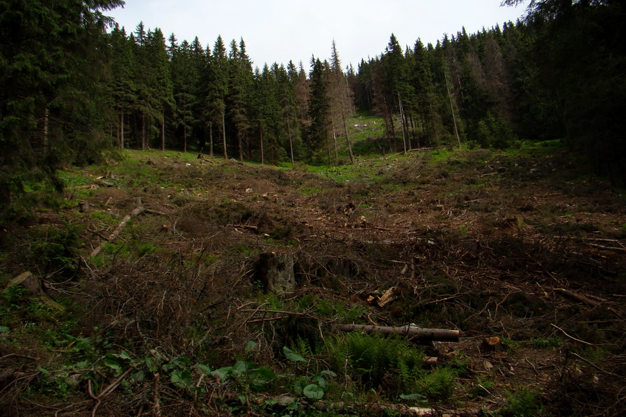 Poludnica a Krakova hoľa za jeden deň (Nízke Tatry)