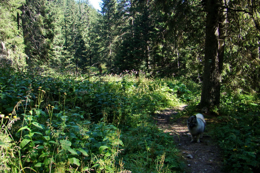 sedlo Sedielko z Tatranskej Javoriny (Vysoké Tatry)