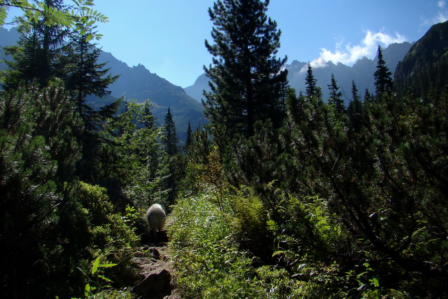 sedlo Sedielko z Tatranskej Javoriny (Vysoké Tatry)