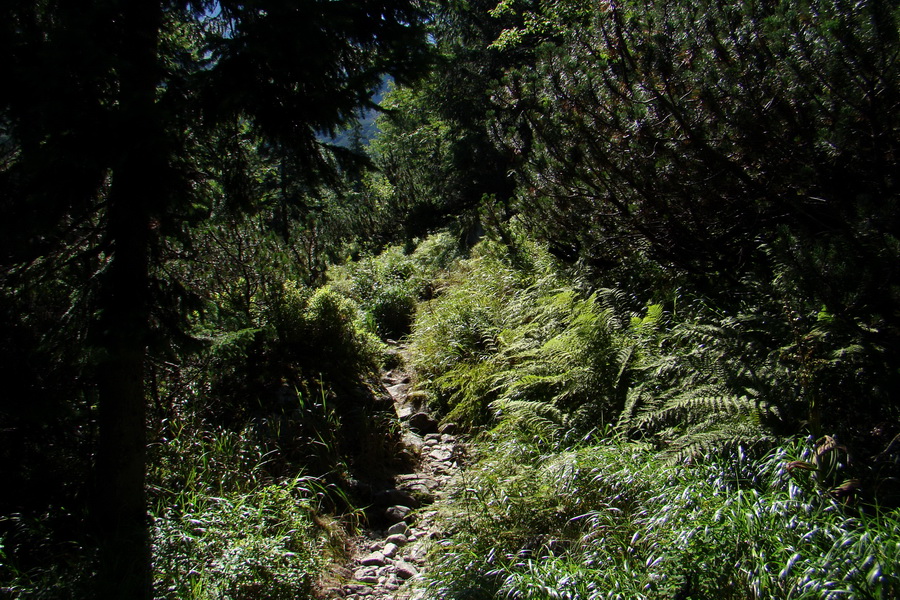 sedlo Sedielko z Tatranskej Javoriny (Vysoké Tatry)