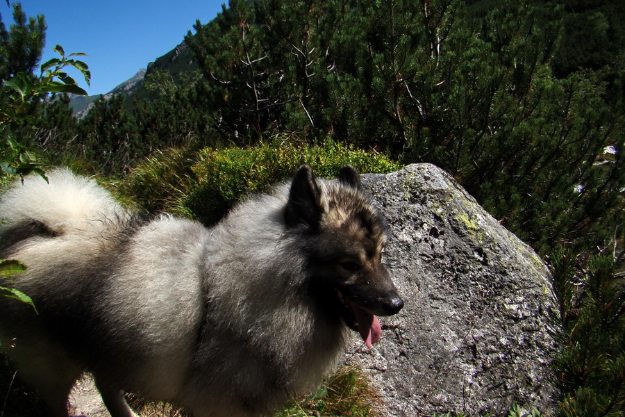 sedlo Sedielko z Tatranskej Javoriny (Vysoké Tatry)