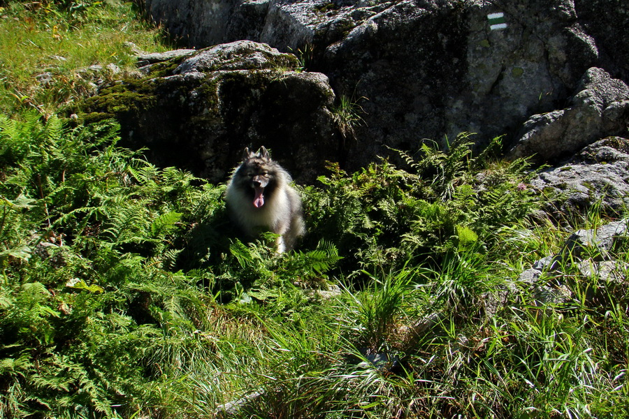 sedlo Sedielko z Tatranskej Javoriny (Vysoké Tatry)