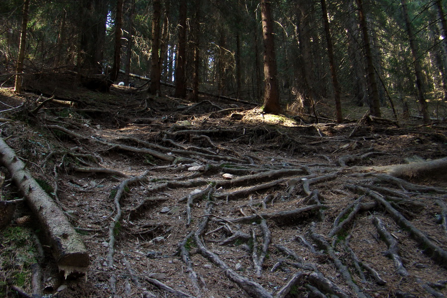 serpentíny sú popretkávané koreňovými systémami smrekov, v mokrom počasí mimoriadne šmykľavý terén