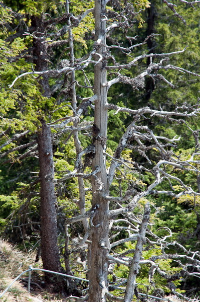 Siná (Nízke Tatry)