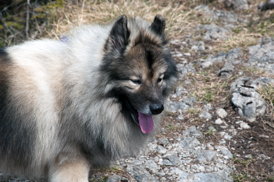 Siná (Nízke Tatry)