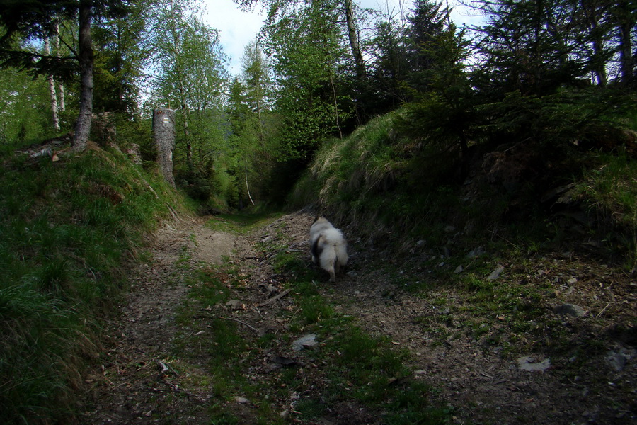 Zlatý stôl zo Smolníka (Volovské vrchy)