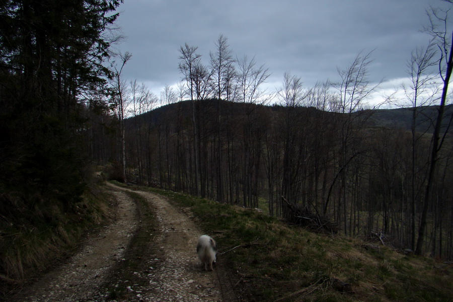 Zlatý stôl zo Smolníka (Volovské vrchy)