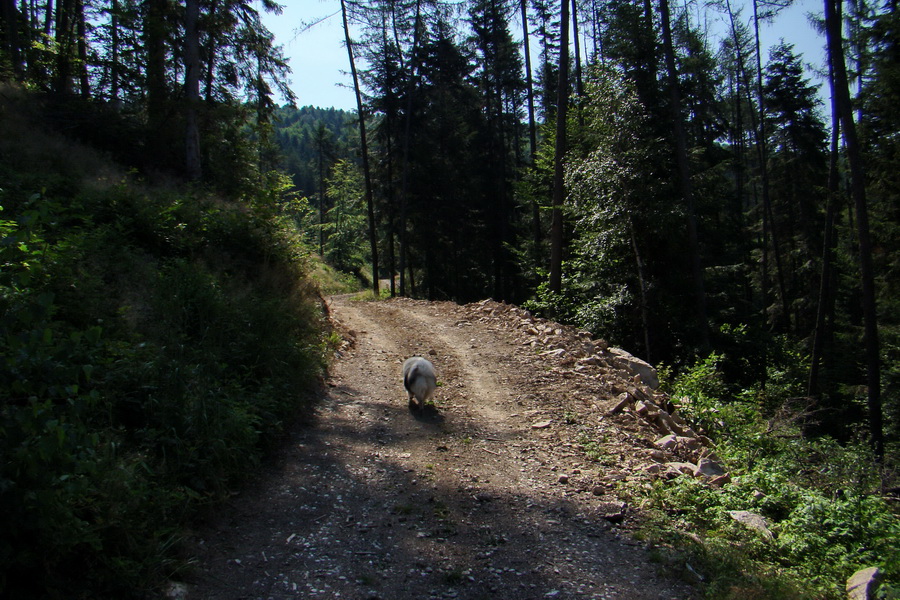 Kloptaň z Gelnice (Volovské vrchy)