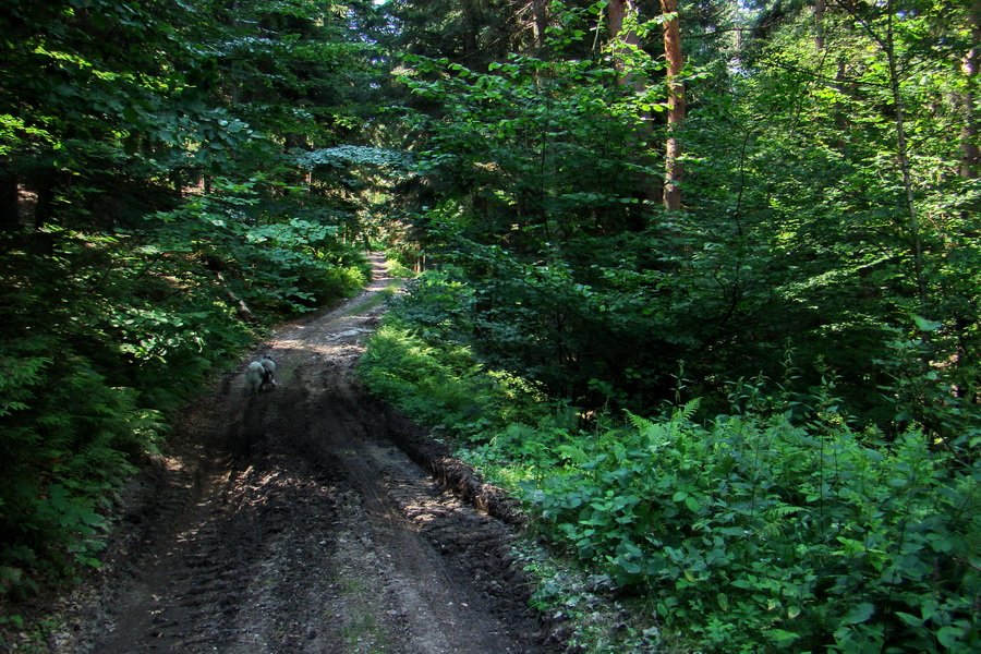 Kloptaň z Gelnice (Volovské vrchy)