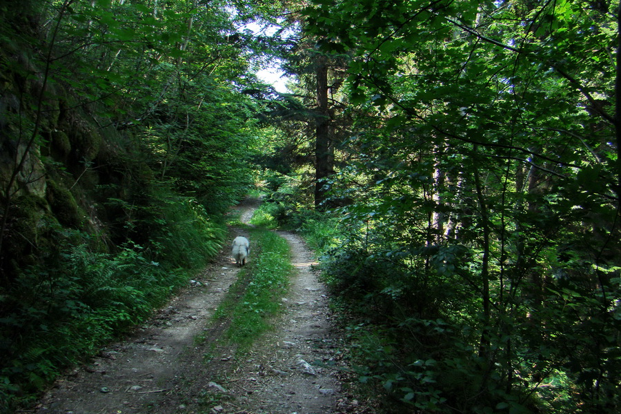 Kloptaň z Gelnice (Volovské vrchy)