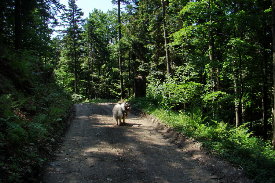 Kloptaň z Gelnice (Volovské vrchy)