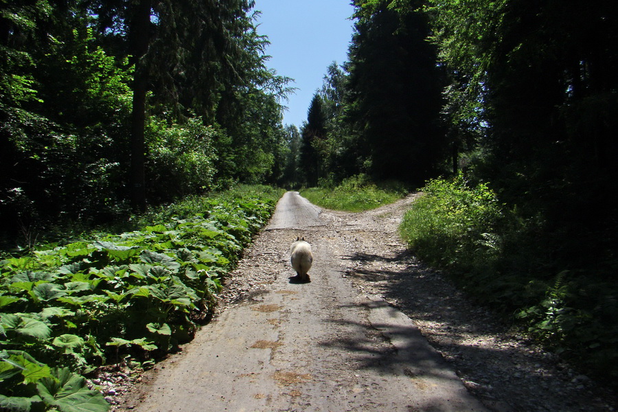 Kloptaň z Gelnice (Volovské vrchy)