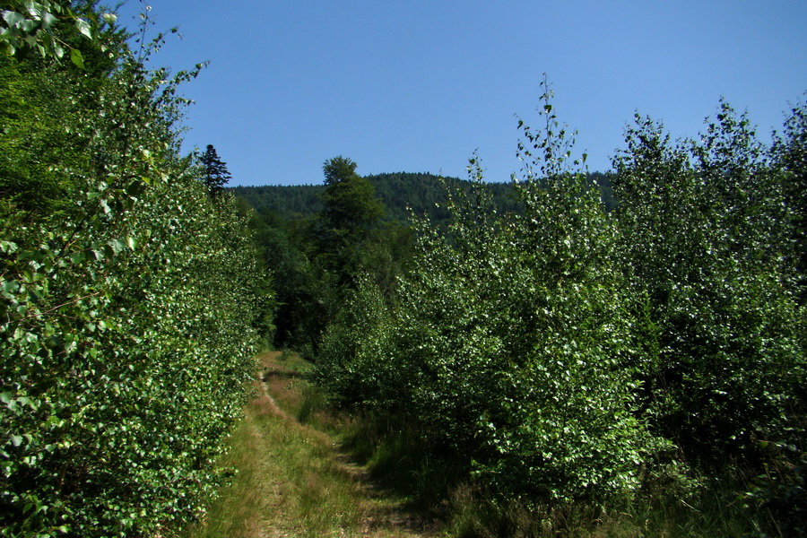 Kloptaň z Gelnice (Volovské vrchy)