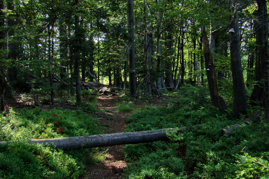 Kloptaň z Gelnice (Volovské vrchy)