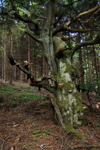 Kloptaň z Gelnice (Volovské vrchy)