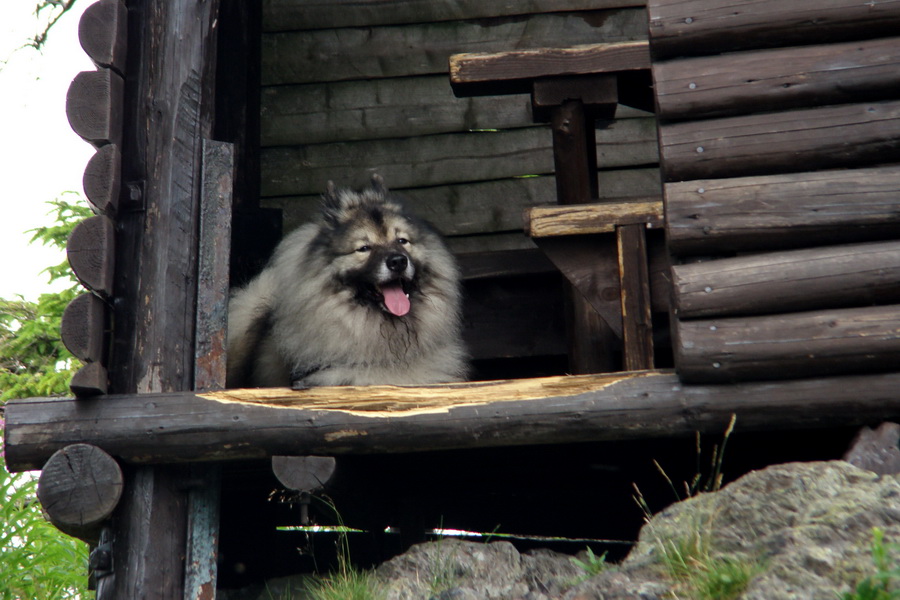 Kloptaň z Gelnice (Volovské vrchy)