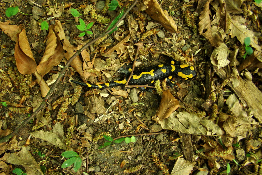 Kojšovská hoľa z Gelnice (Volovské vrchy)