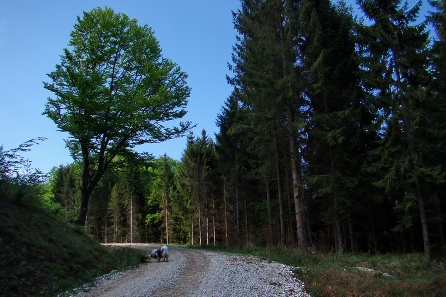 Kojšovská hoľa z Gelnice (Volovské vrchy)