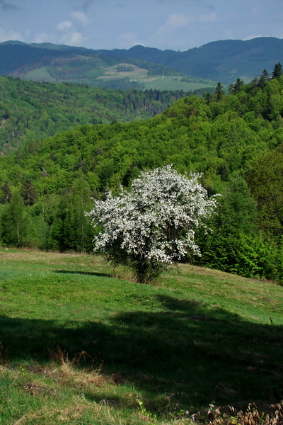 Kojšovská hoľa z Gelnice (Volovské vrchy)