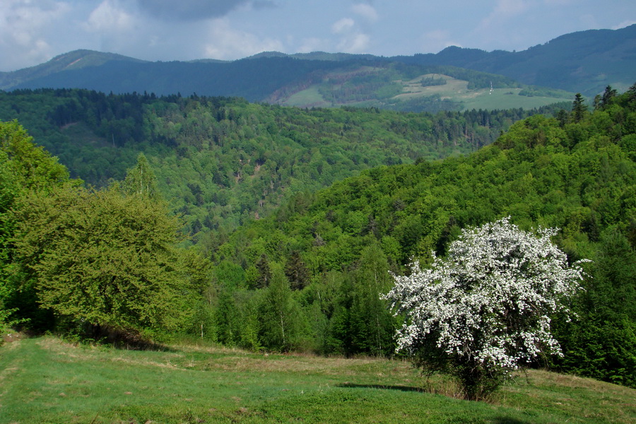 Kojšovská hoľa z Gelnice (Volovské vrchy)