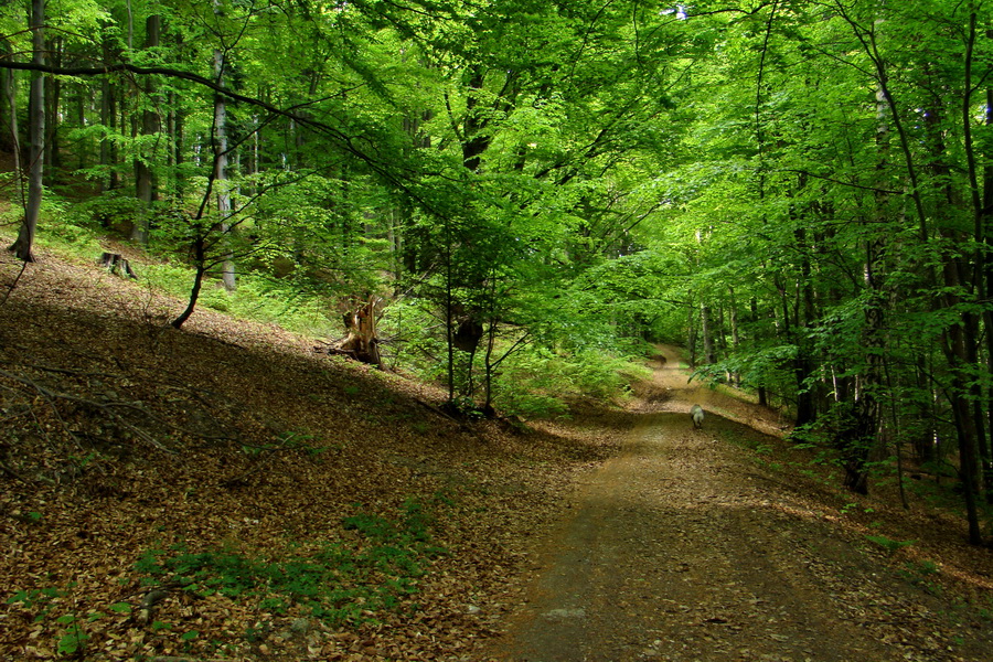 Kojšovská hoľa z Gelnice (Volovské vrchy)