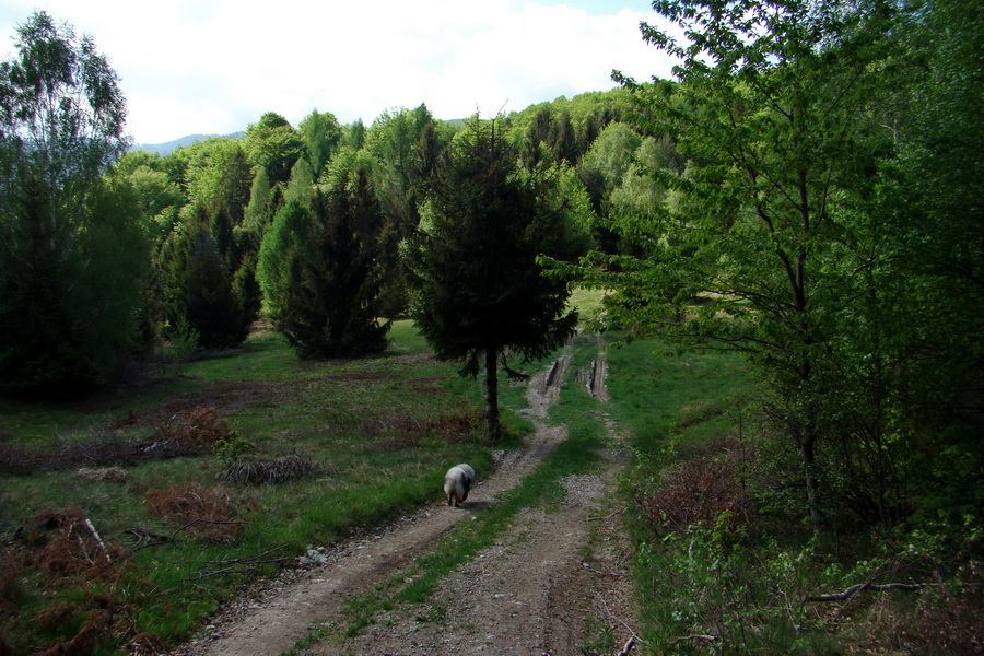 Kojšovská hoľa z Gelnice (Volovské vrchy)