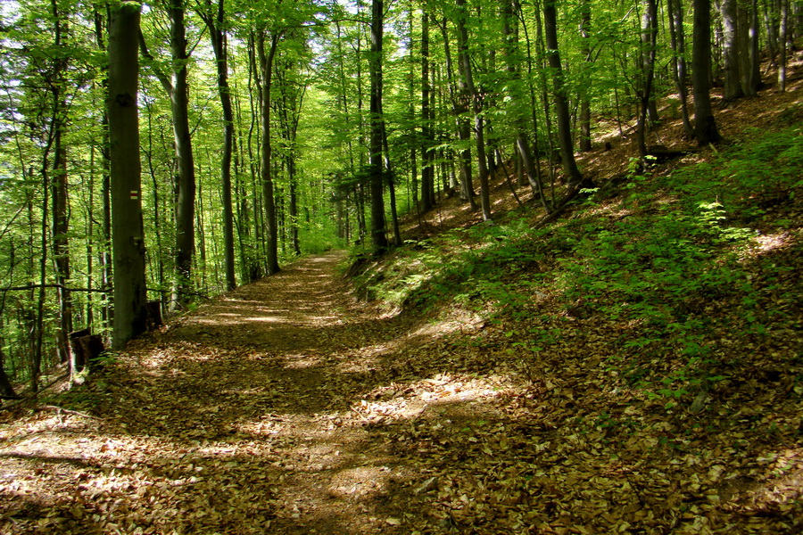 Kojšovská hoľa z Gelnice (Volovské vrchy)