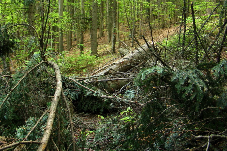 Kojšovská hoľa z Gelnice (Volovské vrchy)